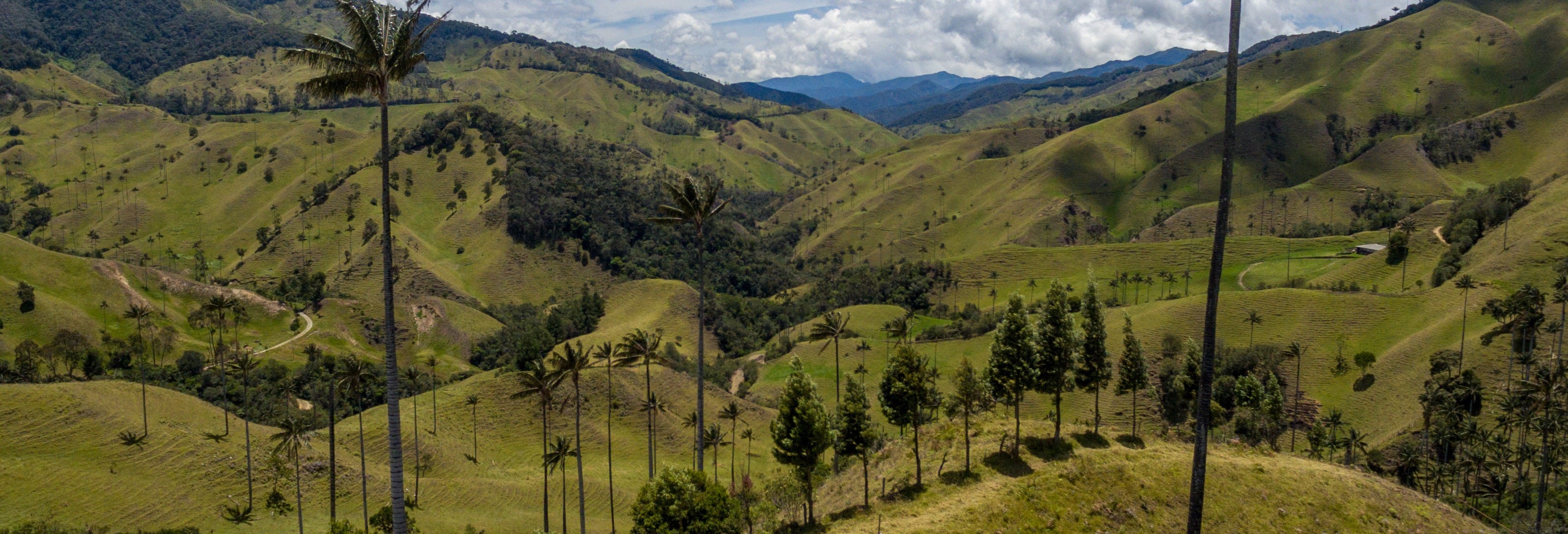 Cocora Valley Private Day Trip & Horse Riding