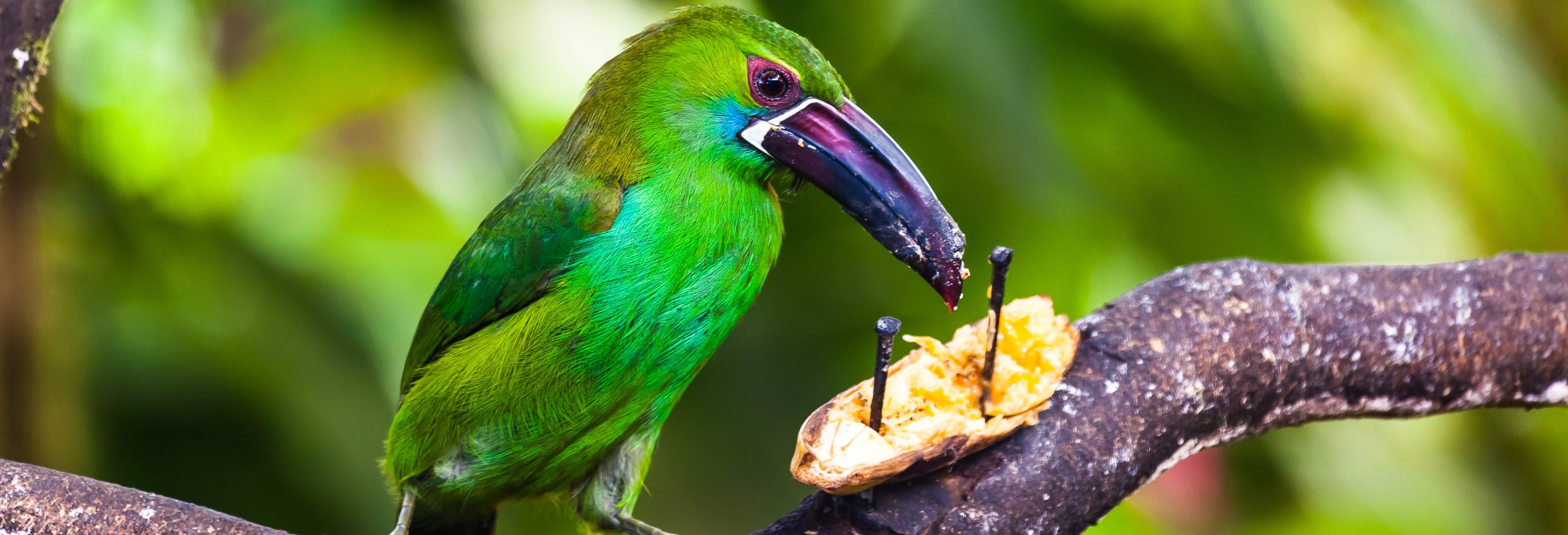 Guaduas Bird Watching Tour