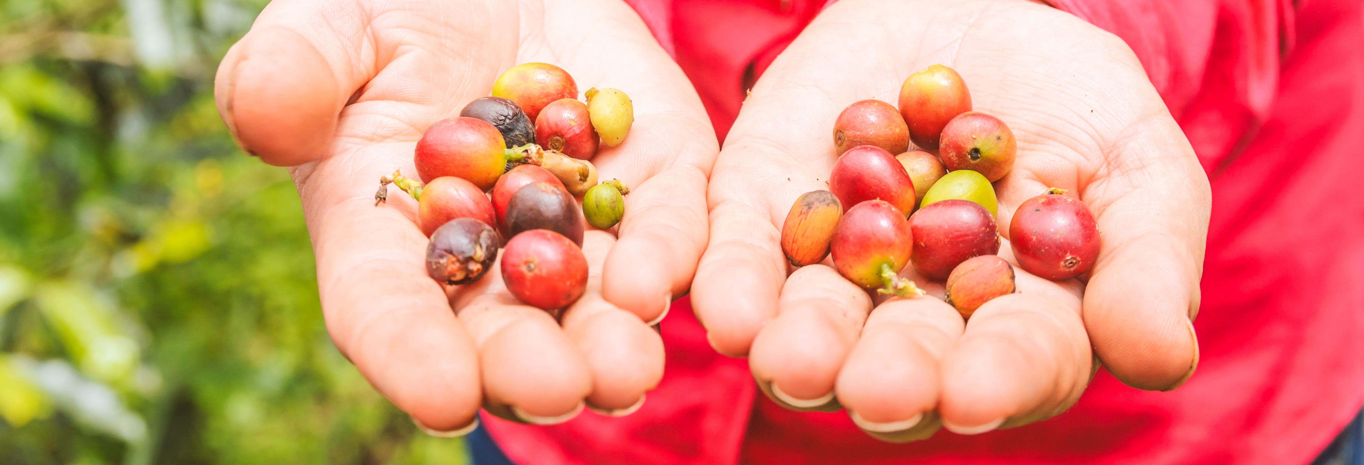 Guaduas Coffee Plantation Tour