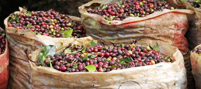 Tour di 2 giorni a una tenuta di caffè con spa