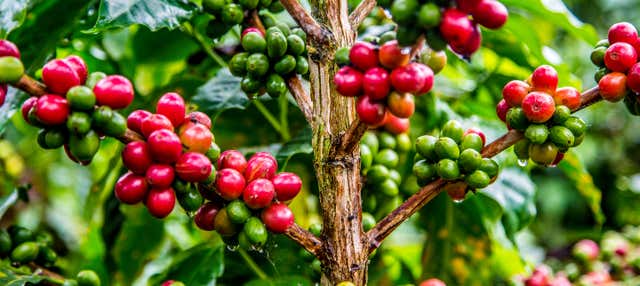 Tour del caffè a Guatapé