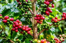 Guatapé Coffee Tour