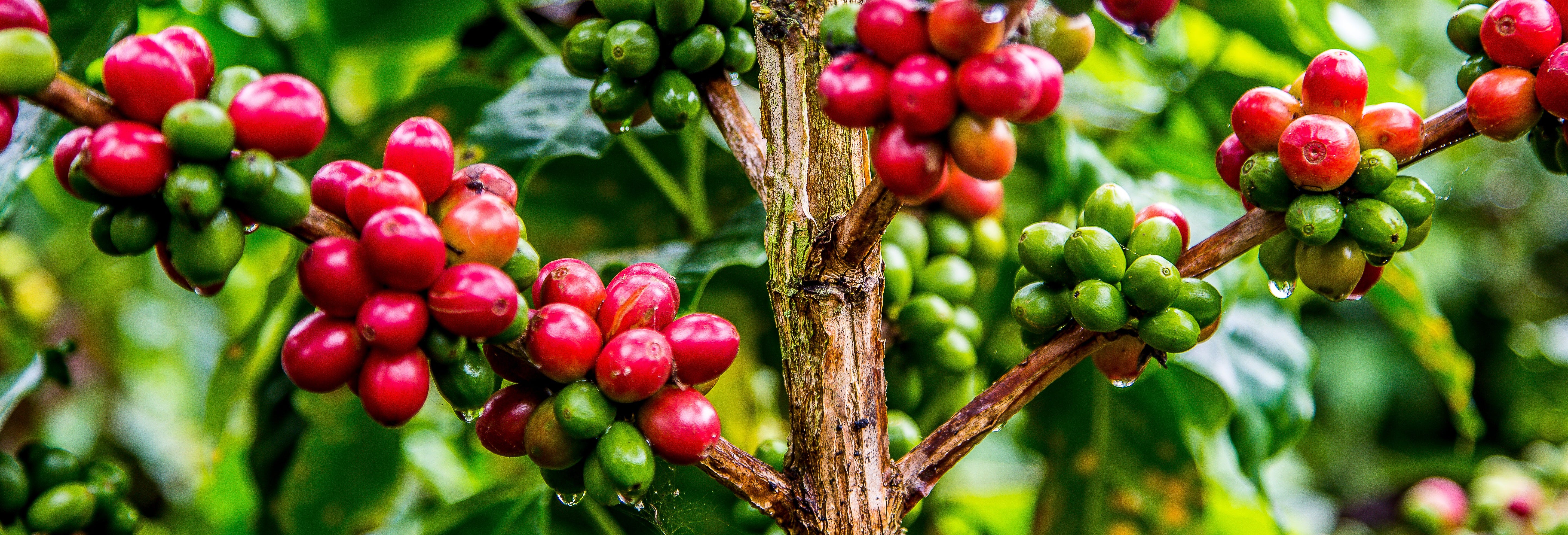 Guatapé Coffee Tour