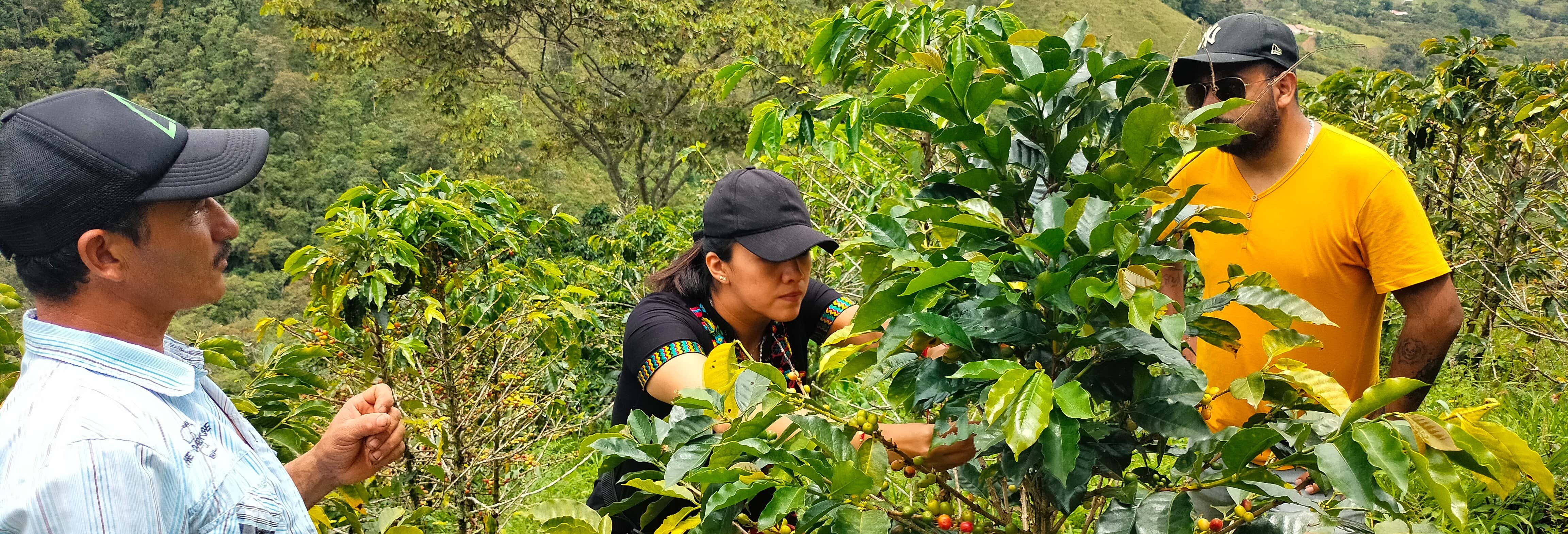 Tour del caffè a San Rafael