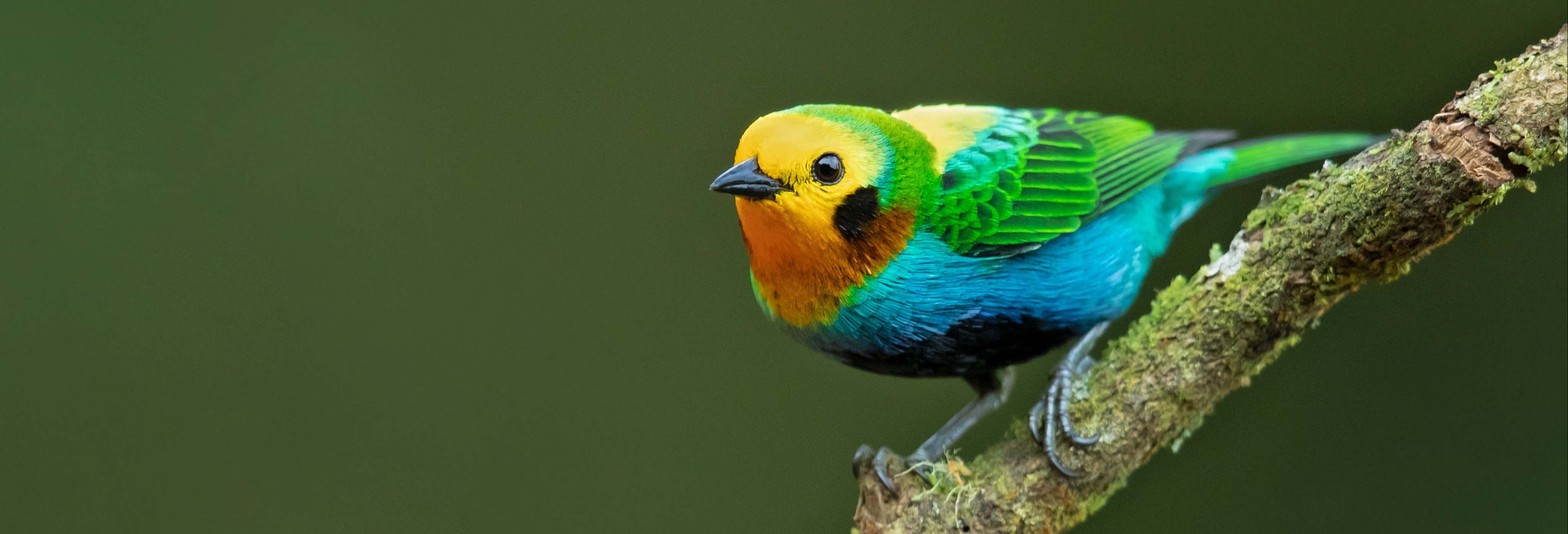 Tour privado de avistamiento de aves en Honda