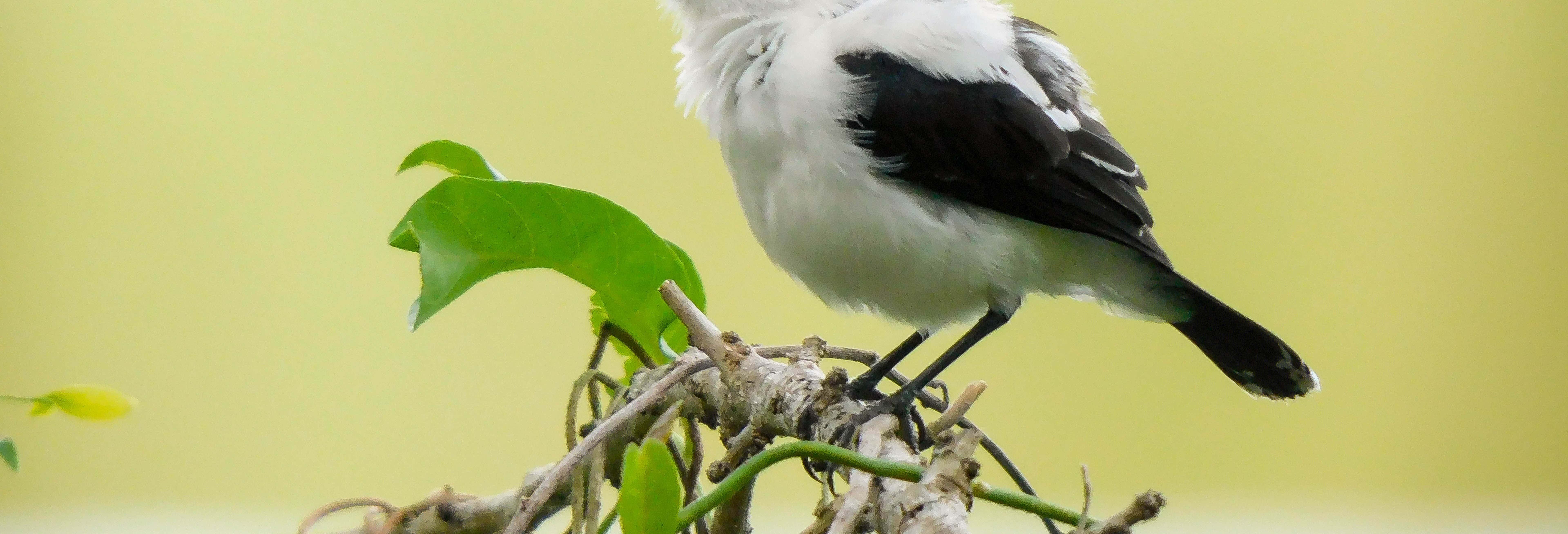 Tour privado pela Ruta el Saltarín com avistamento de aves