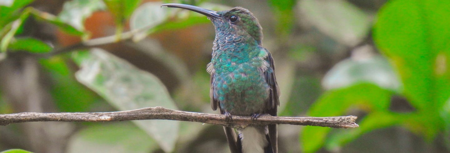 Ibagué Birdwatching Tour