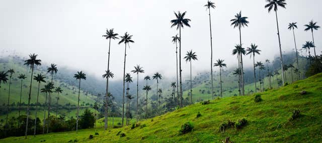 Escursione al santuario di palme da cera di Toche
