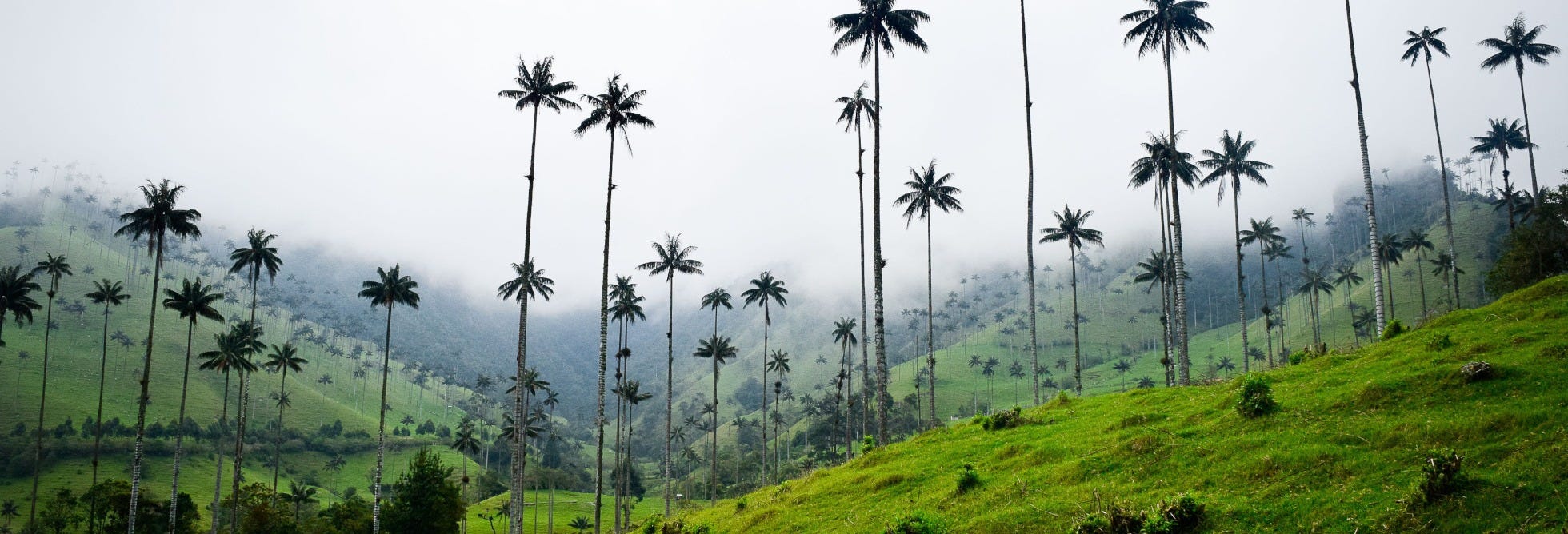 Toche Wax Palm Sanctuary Tour