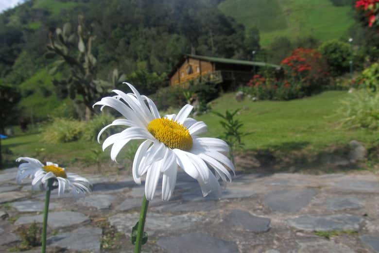 Imagen 5