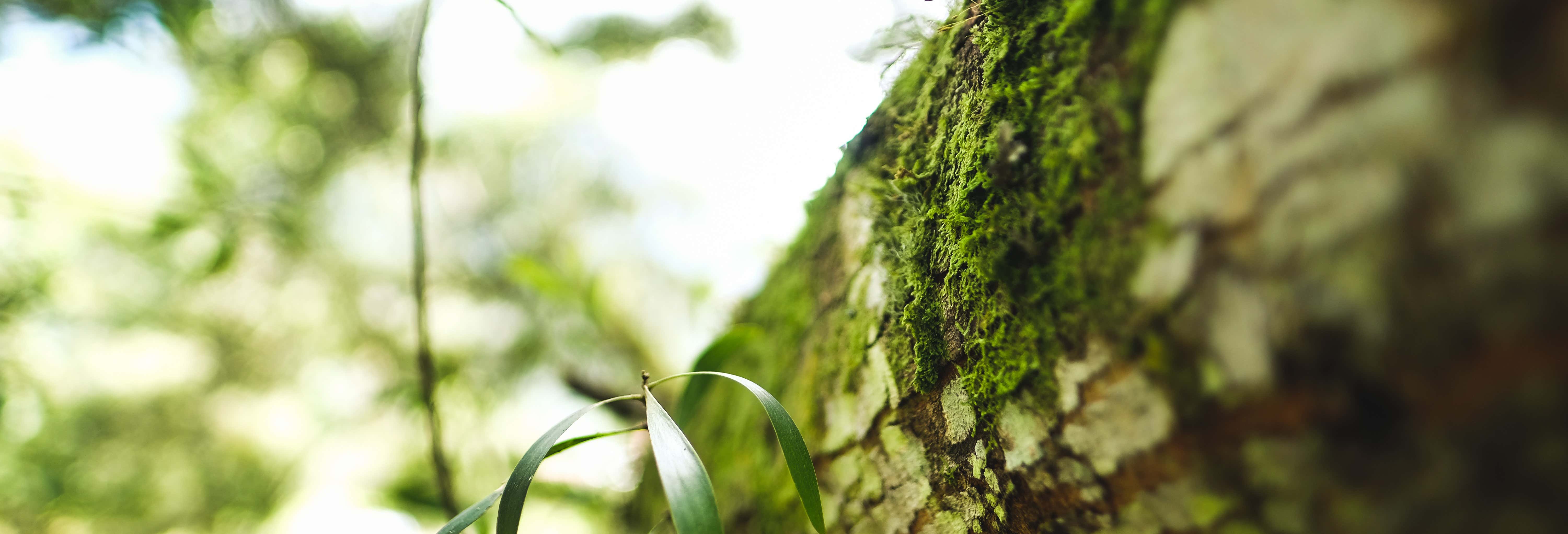 Tour privado en bicicleta por el cañón del Combeima