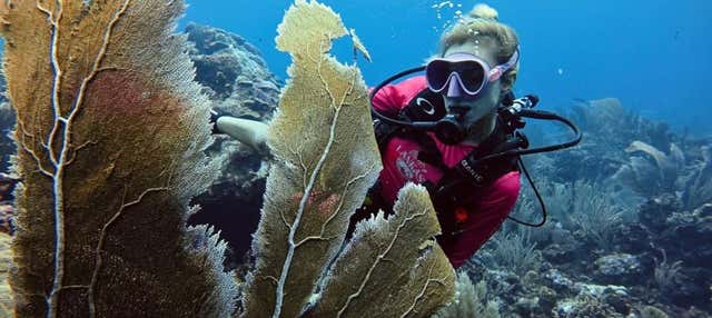 Immersione per principianti a Isla Fuerte