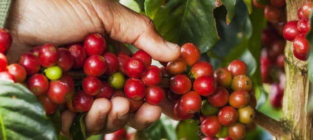 Tour del caffè a Jardín