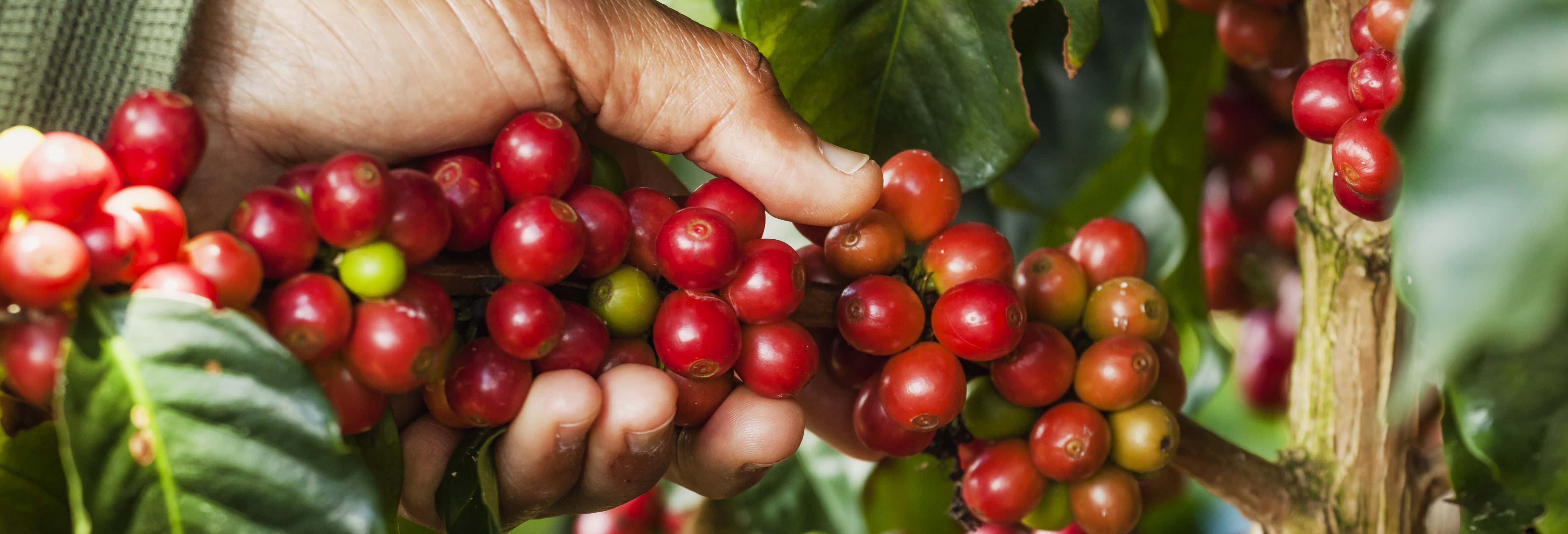 Tour del caffè a Jardín