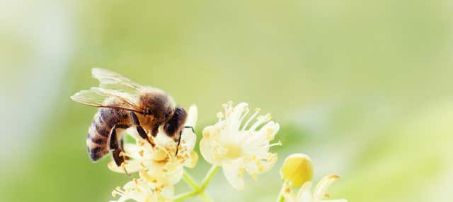 Tour del miele a Jardín