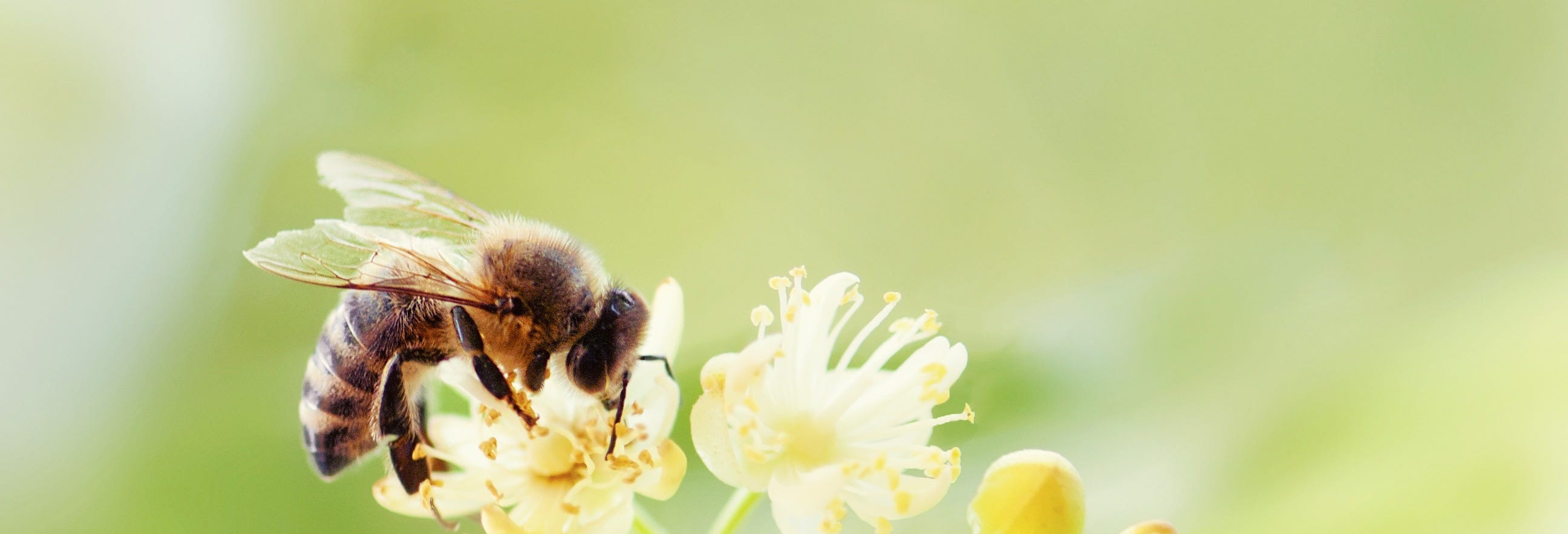 Jardín Honey Tour