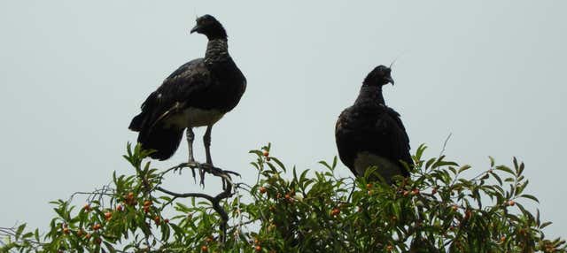 Avistamiento de aves en Mundo Amazónico