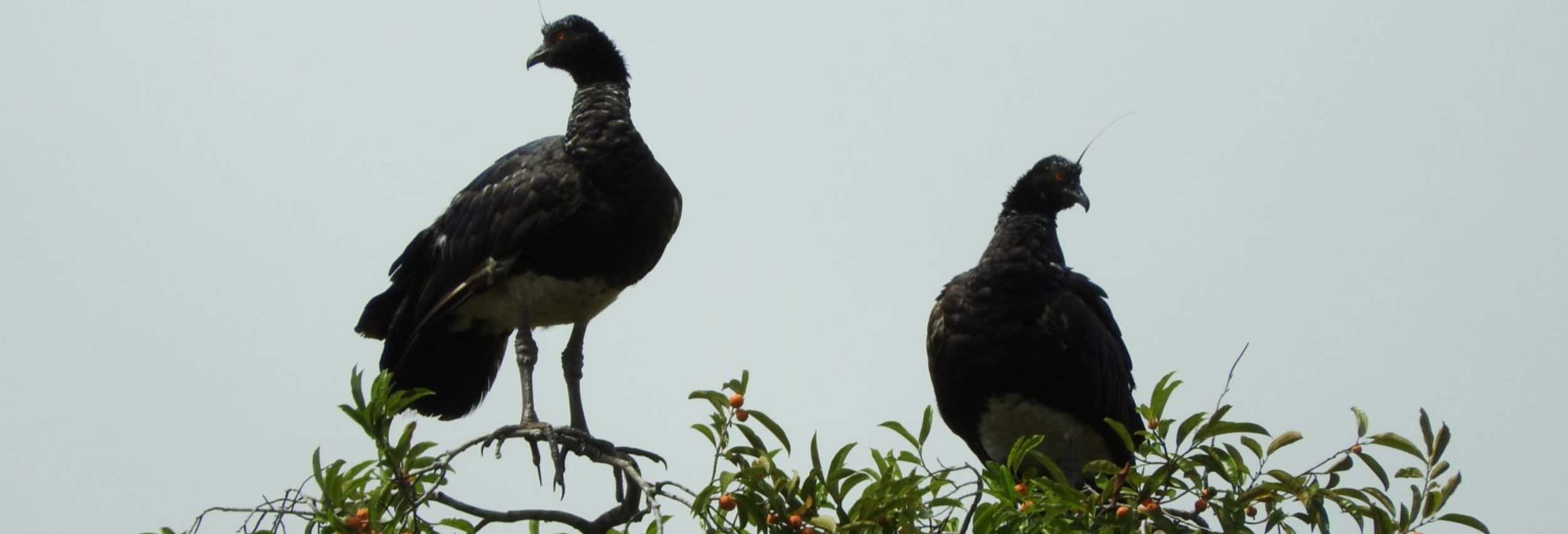 Avistamiento de aves en Mundo Amazónico