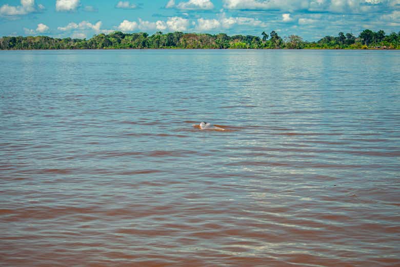 Imagen 7