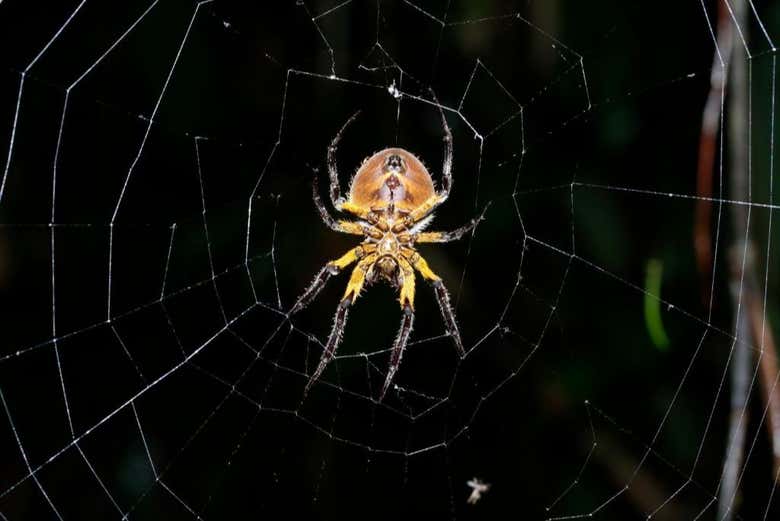 A spider making a web! - A spider making a web!