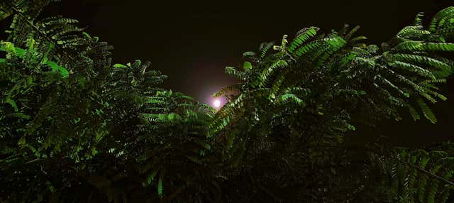 Trekking serale in Amazzonia