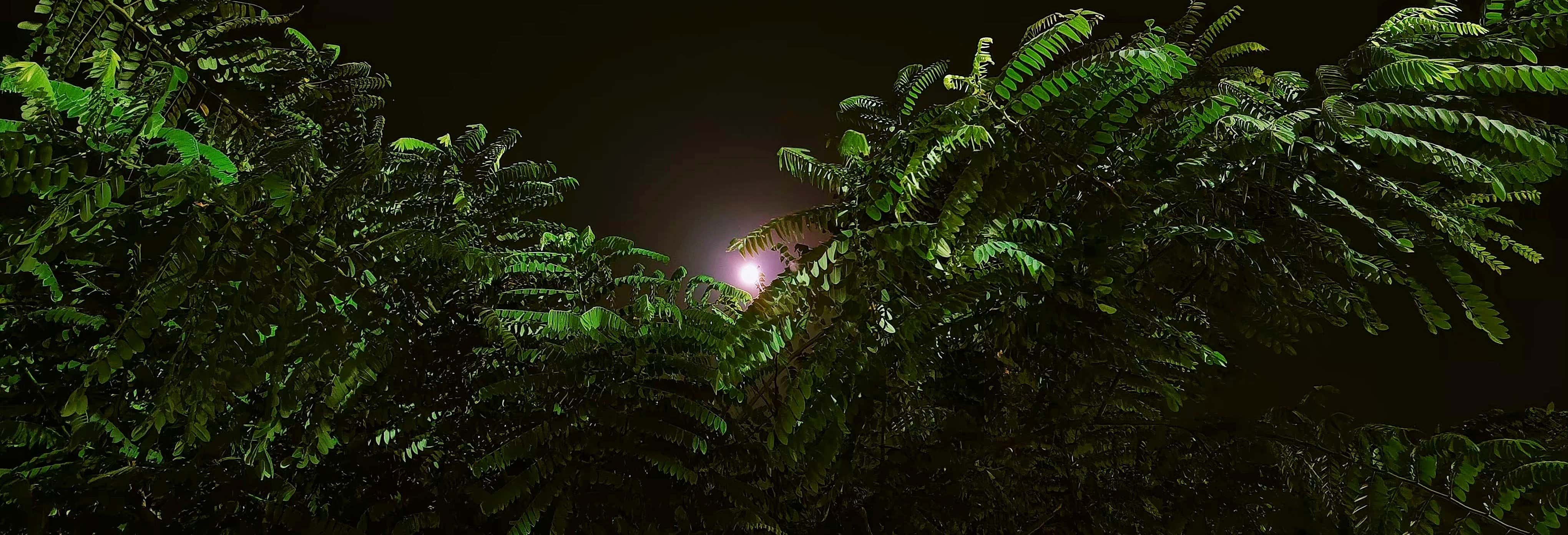 Trekking serale in Amazzonia