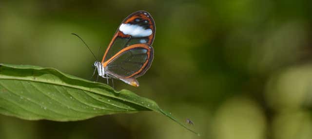 Avvistamento di uccelli e fiori a Manizales