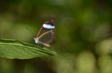 Manizales Birdwatching & Flower Tour