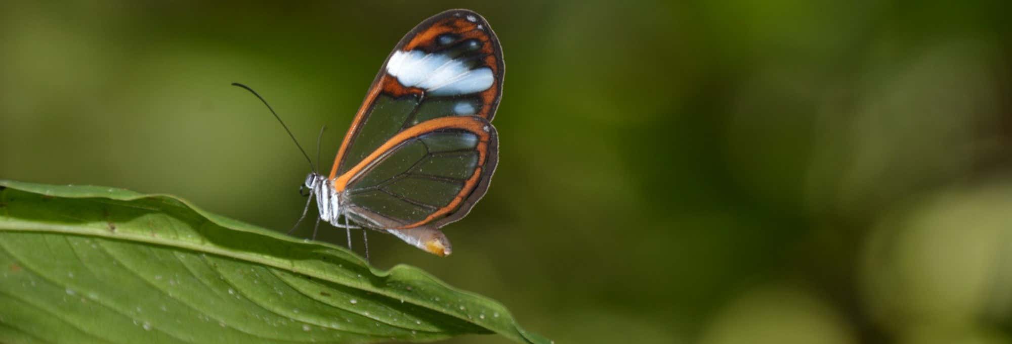 Avvistamento di uccelli e fiori a Manizales