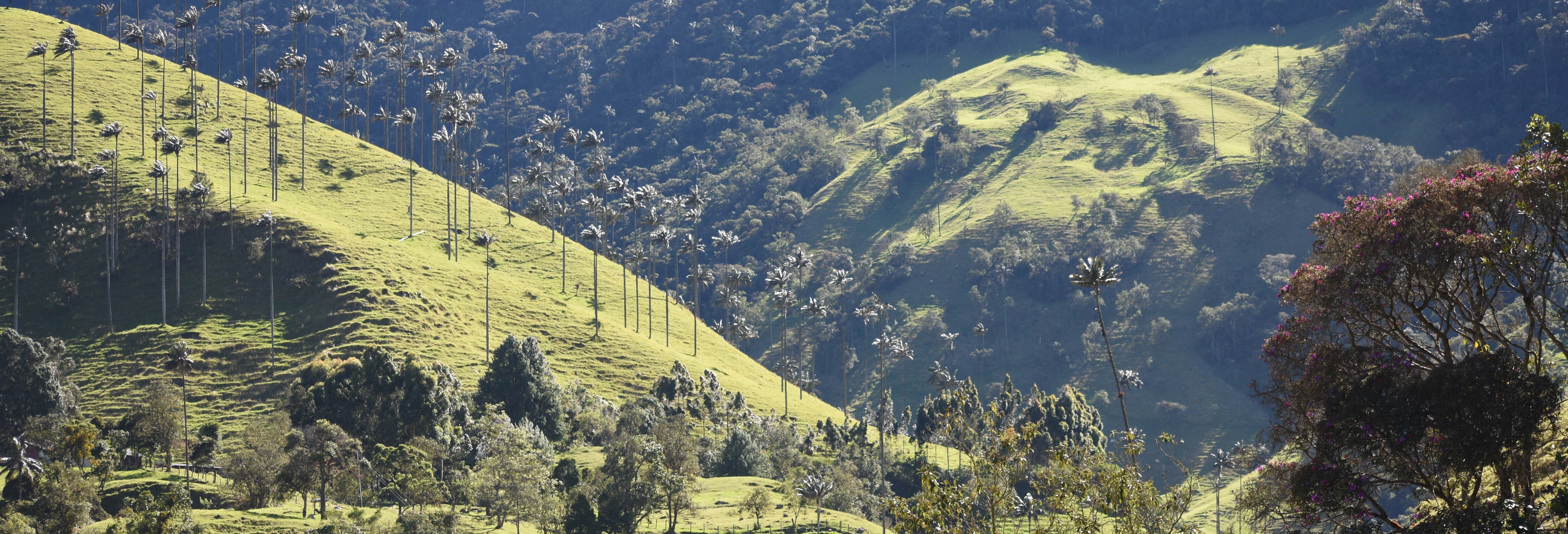 Excursión privada al Valle de Cocora, Salento y Filandia