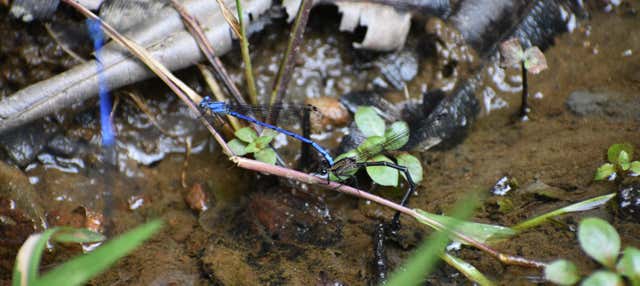 Trekking al Santuario Otún Quimbaya