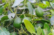 Manizales Avocado Tour