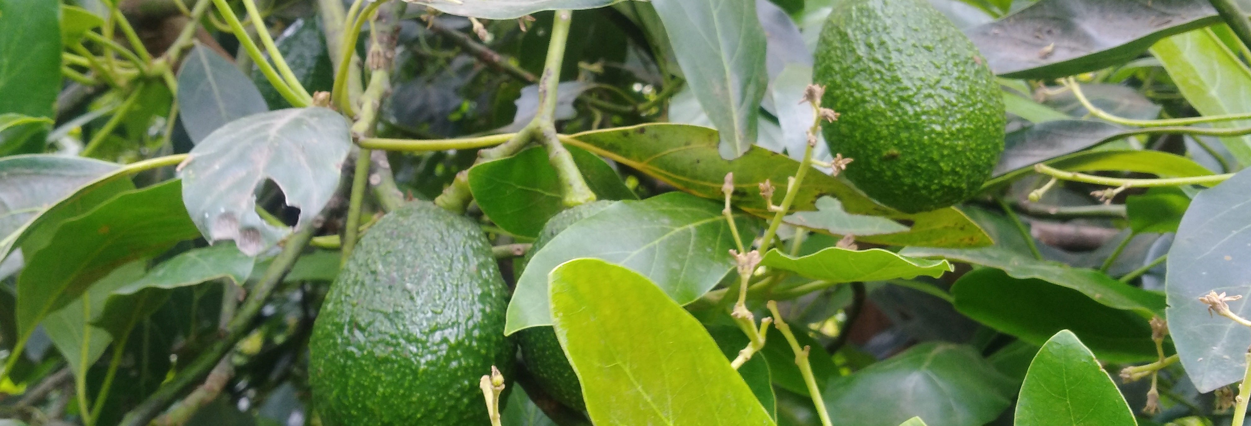 Manizales Avocado Tour