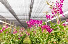 Tour de las orquídeas