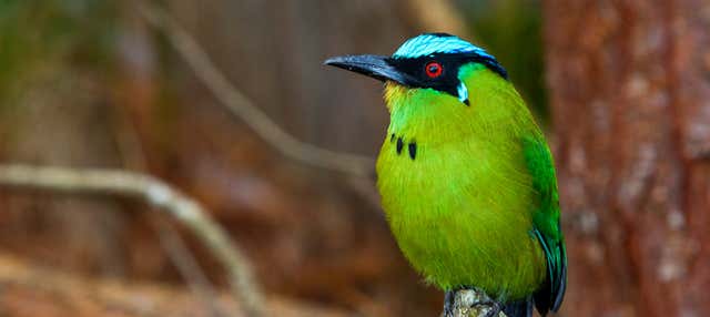 Avistamiento de aves en Altavista