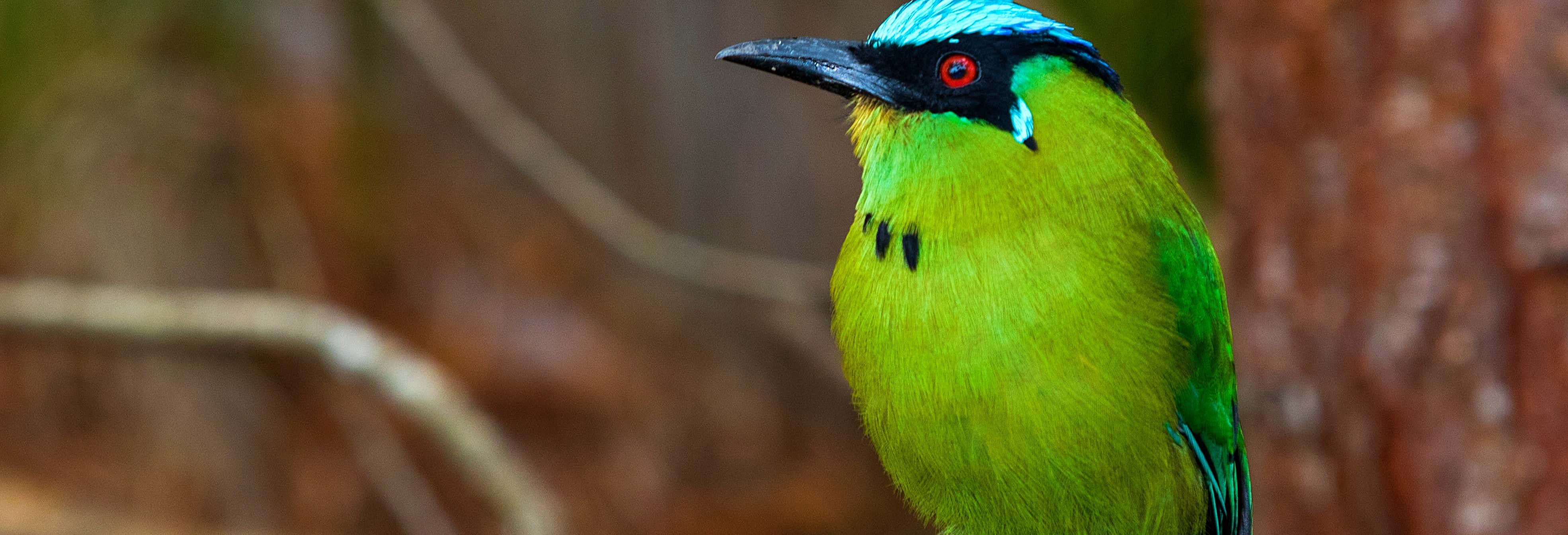 Avistamento de aves em Altavista