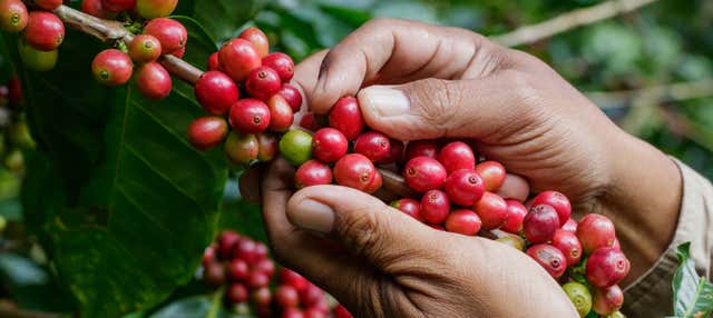 Tour del café en la finca La Arrinconada