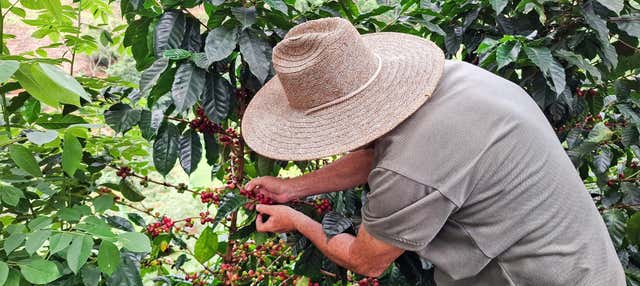Visite à la découverte du café à la finca La Esperanza