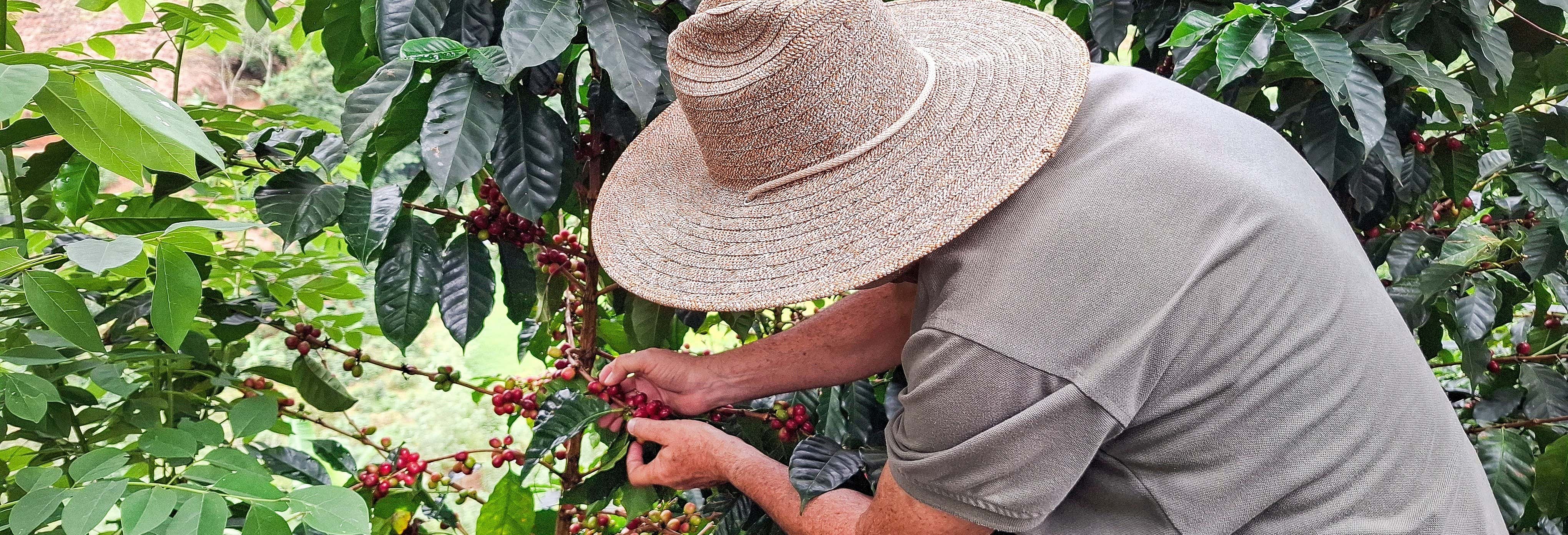Tour del caffè alla tenuta La Esperanza