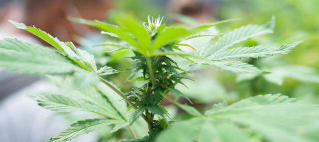 Tour della cannabis a Rionegro