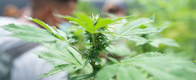 Visite autour du cannabis à Rionegro