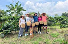 Don Arnulfo Coffee Farm Tour