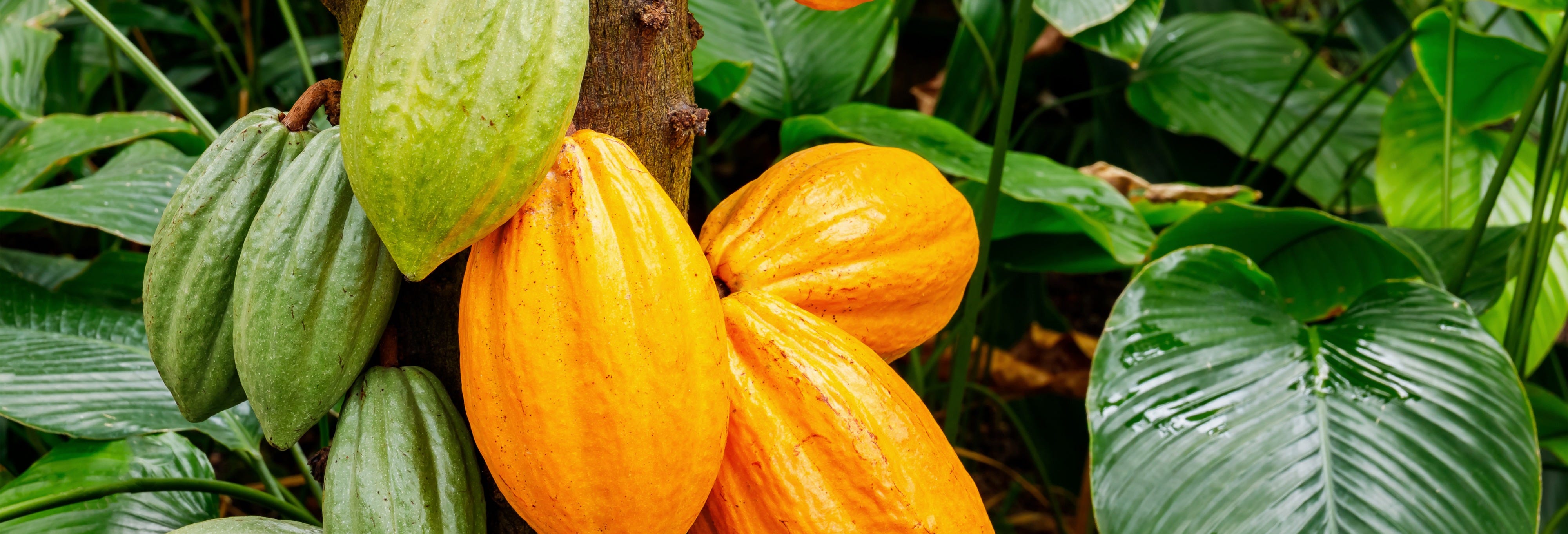 Cocoa Tour from Palomino