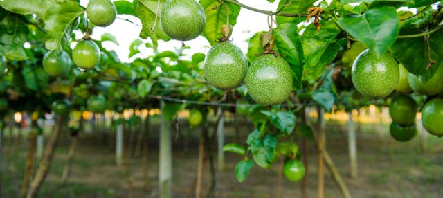 Tour della maracuja nella Sierra Nevada di Santa Marta
