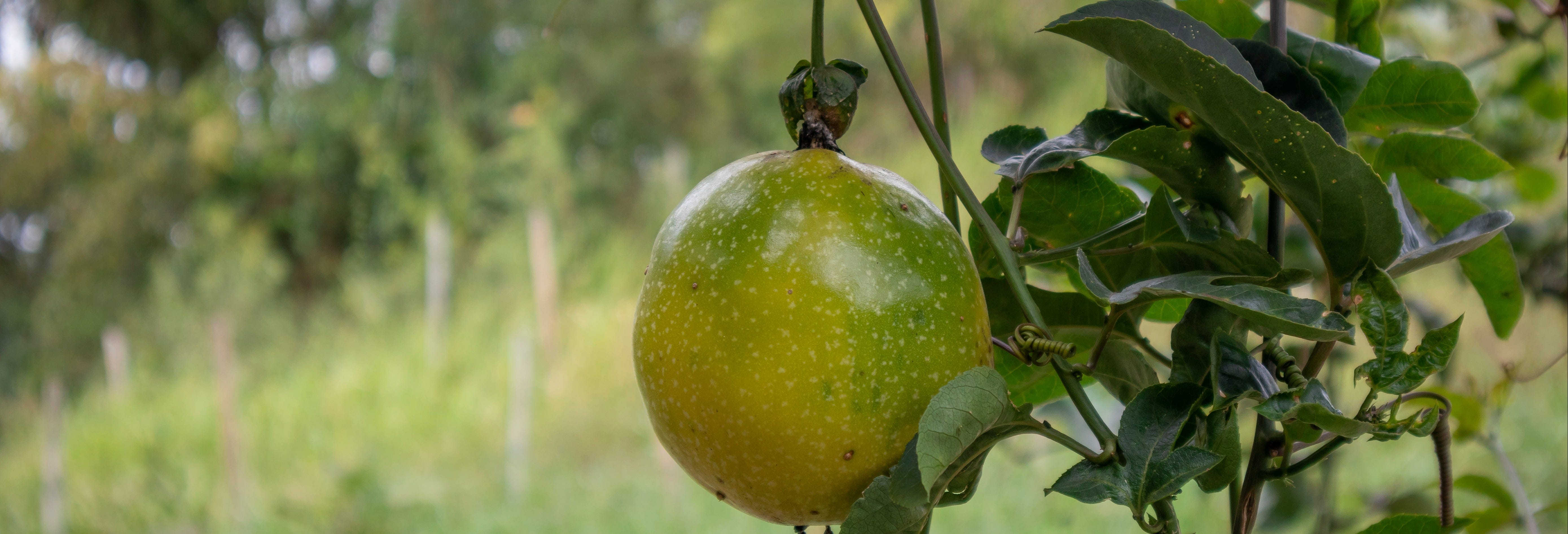 Sierra Nevada de Santa Marta Passion Fruit Tour