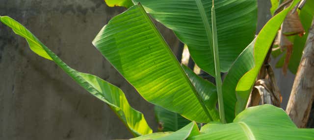 Escursione al Giardino Botanico del Quindío