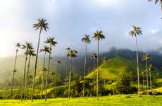 Filandia, Salento & Cocora Valley Excursion