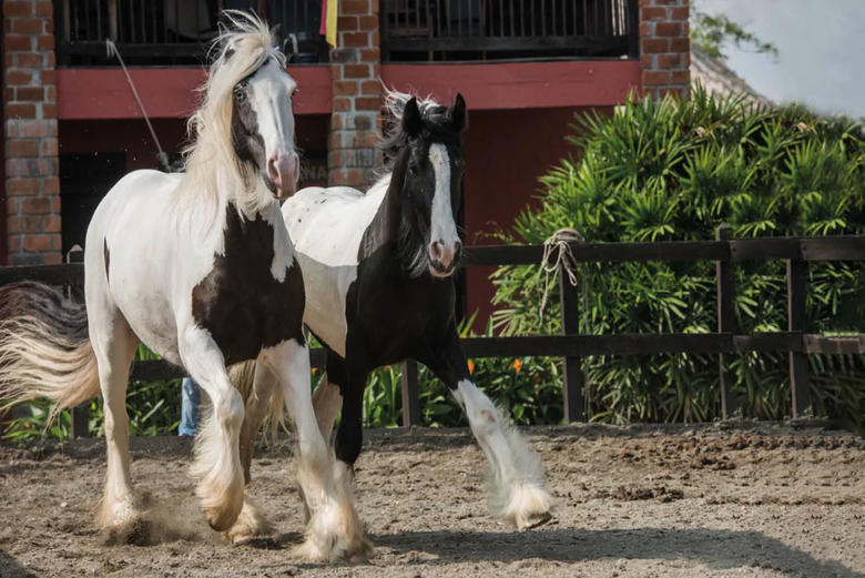 Horses at Panaca - Horses at Panaca