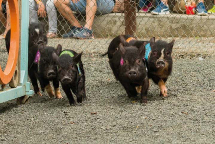 Pigs running in the park - Pigs running in the park