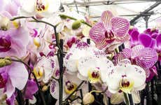 Orchid Farm Tour
